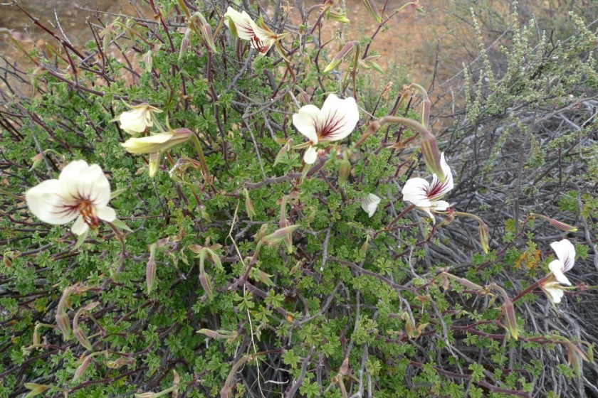South Africa Sept. Pelargonium praermosum 2013 273 (Custom)